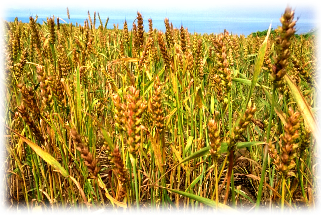 今月の健康レシピの食品